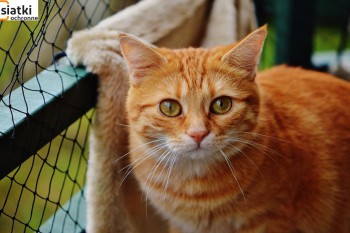 Siatki Ustka - Zabezpieczenie dla kotów – siatka dla terenów Ustki