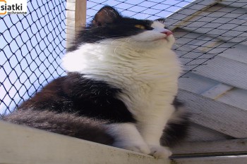 Siatki Ustka - Siatka balkonowa – zabezpieczenie dla kota dla terenów Ustki